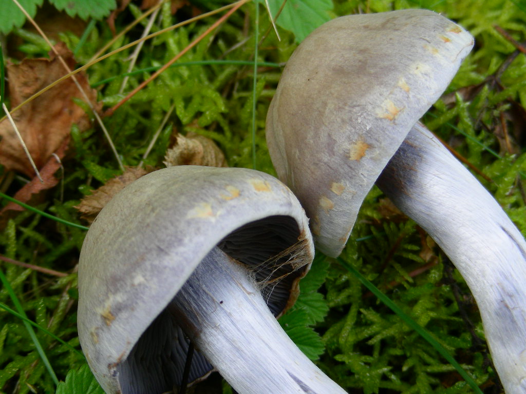 Cortinarius lebretonii.